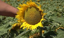 Ayçiçeği için taban fiyat beklentisi açıklandı