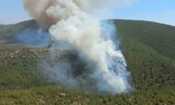 Bodrum'da orman yangını... Belediye Başkanı Mandalinci: "Elimizden gelen çabayı sarf ediyoruz"
