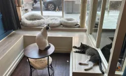 Kedi sevmek için kafeye gidiyorlar