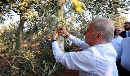 Zeytincilerin korkulu rüyası oldu