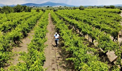 Manisa'nın üzüm bağları iklim krizinden etkilendi