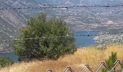 Çorum'da sulama göletine 6 yıldır su verilmediği için ağaçlar kurudu