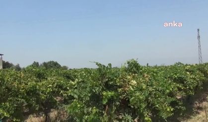 Manisa'lı üzüm üreticileri artan maliyetlerden şikâyetçi