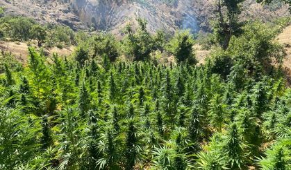 2 bin 252 kök kenevir bitkisi ele geçirildi