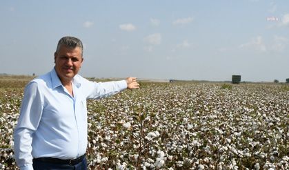 CHP’li Barut’tan pamuk fiyatı tepkisi: "Bu rezalete son verin"