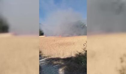Sinop’ta tarım arazisinde yangın... 2,5 hektarlık alan yandı