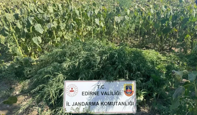 Edirne'de 27 bin kök kenevir imha edildi