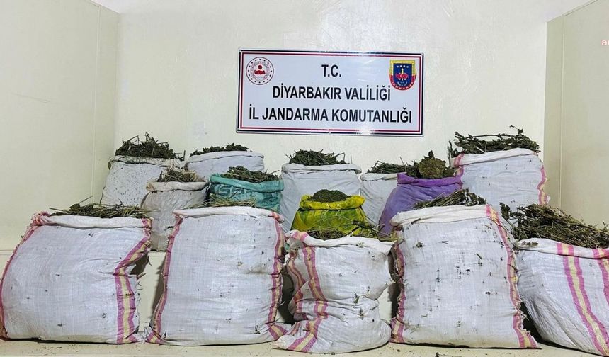 Diyarbakır’da uyuşturucu operasyonu: 1 milyon 149 bin kök kenevir/skunk bitkisi ele geçirildi