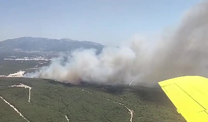 İzmir Buca'da orman yangını çıktı